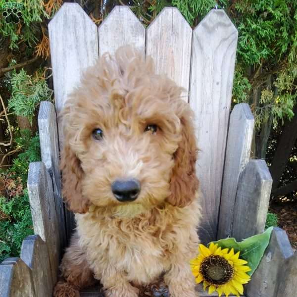 Petey, Mini Goldendoodle Puppy